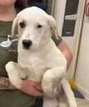 Enlarge Cameo, a Adoptable mixed breed in Dawson, GA image 2/2