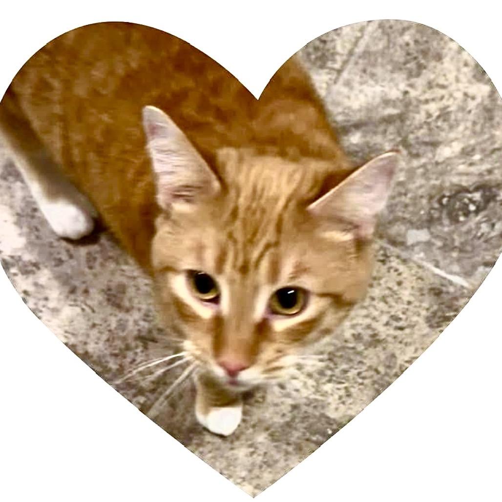 Enlarge Camella, a Adoptable Domestic Short Hair in SLIPPERY ROCK, PA image 1/1