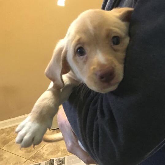 Orla, a Adoptable Mixed Breed in Raleigh, NC image 1/6