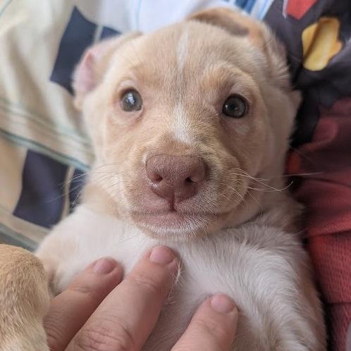 Orla, a Adoptable Mixed Breed in Raleigh, NC image 2/6