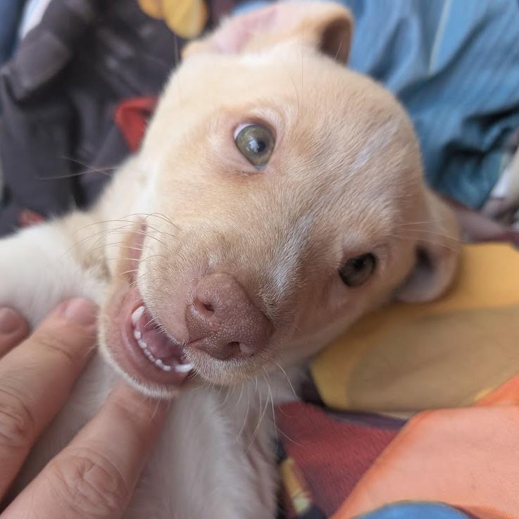 Orla, a Adoptable Mixed Breed in Raleigh, NC image 3/6