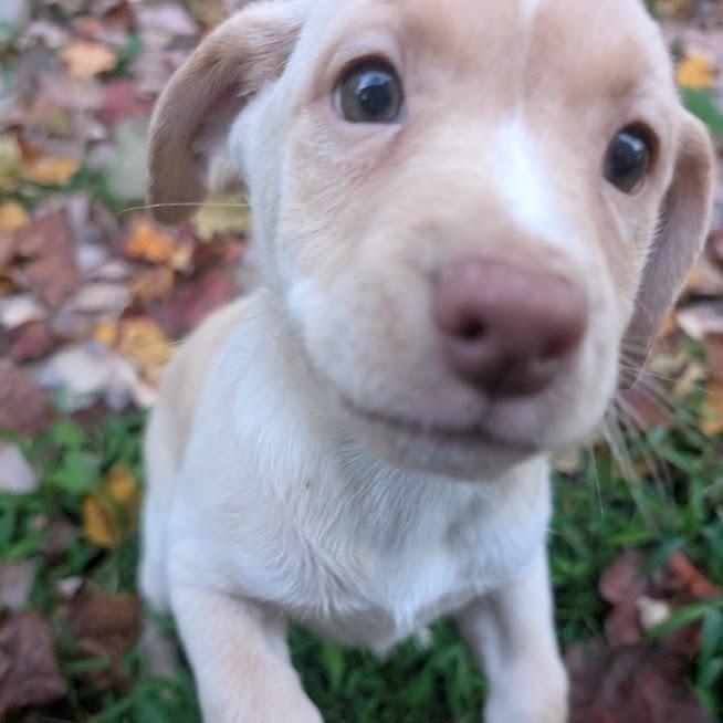 Orla, a Adoptable Mixed Breed in Raleigh, NC image 4/6