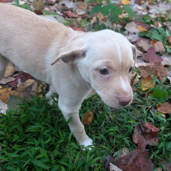 Orla, a Adoptable Mixed Breed in Raleigh, NC image 5/6