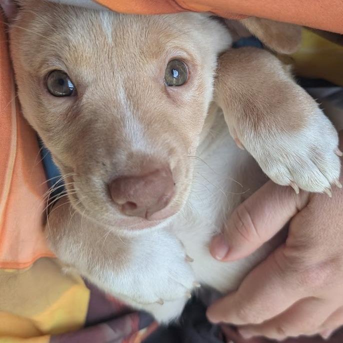 Orla, a Adoptable Mixed Breed in Raleigh, NC image 6/6