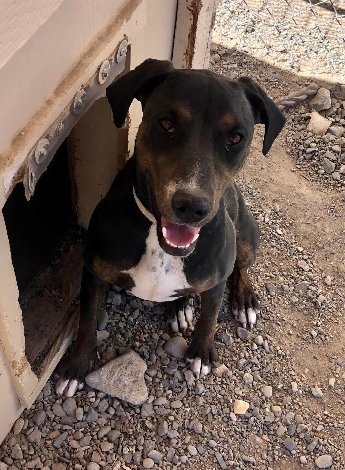 Enlarge Morgan, a Adoptable mixed breed in Gardnerville, NV image 1/2