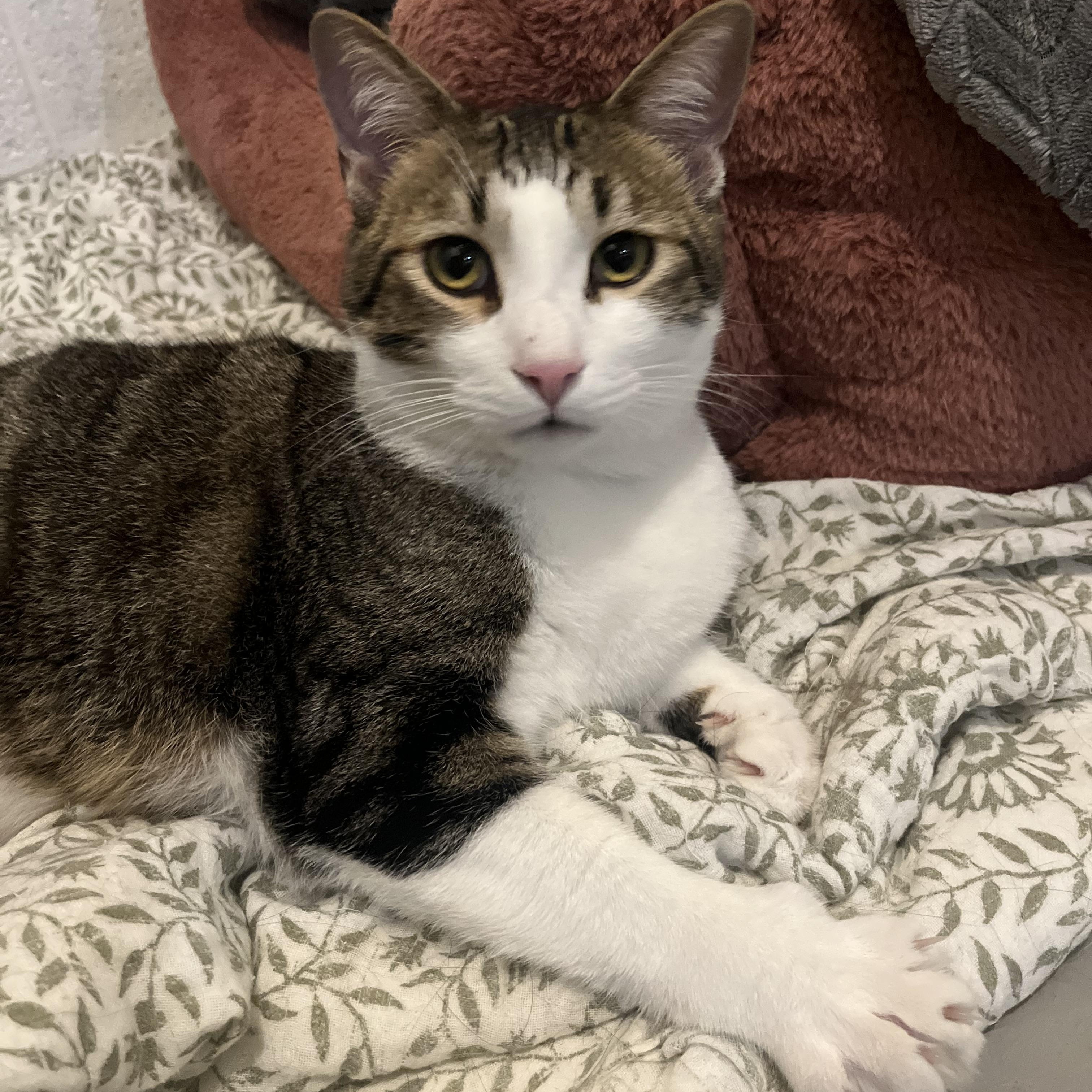 Enlarge Jax( adopt with sister Luna), an adopted mixed breed in Medina, OH image 1/5