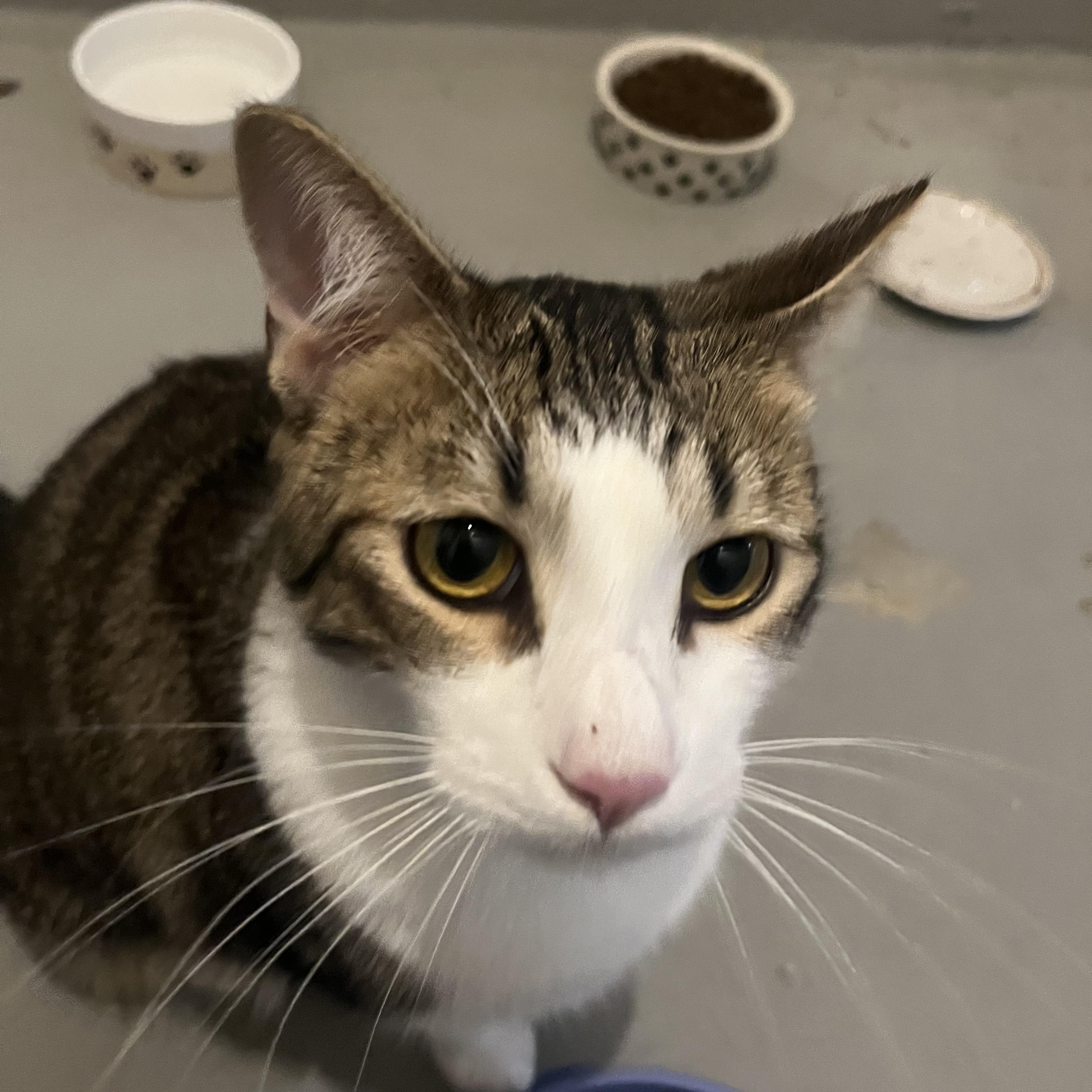 Enlarge Jax( adopt with sister Luna), an adopted mixed breed in Medina, OH image 4/5