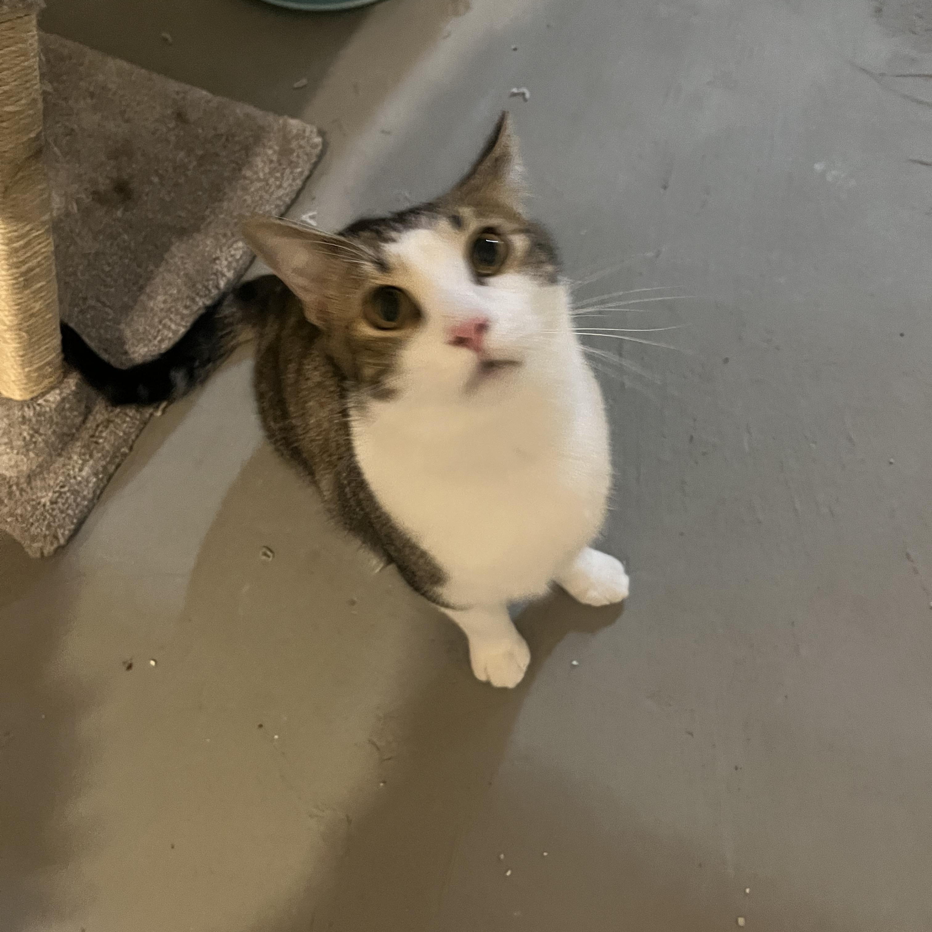 Enlarge Jax( adopt with sister Luna), an adopted mixed breed in Medina, OH image 5/5