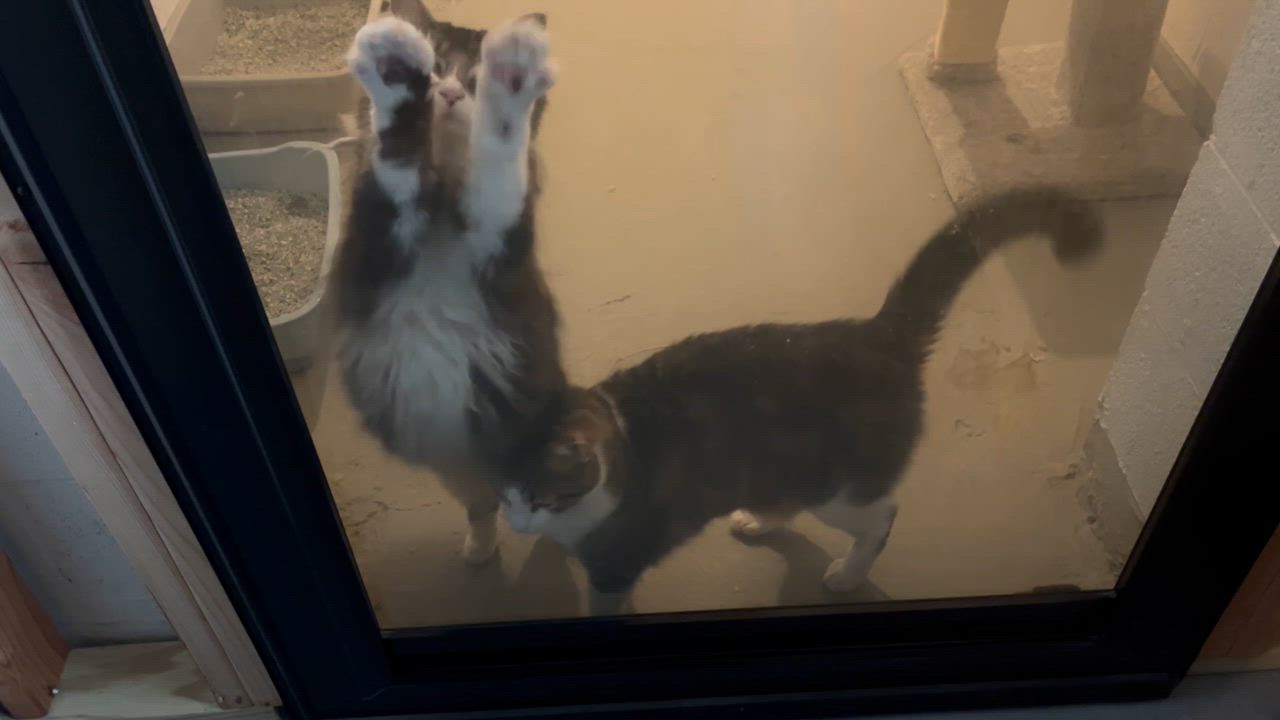 Enlarge Jax( adopt with sister Luna), an adopted mixed breed in Medina, OH video 2/5