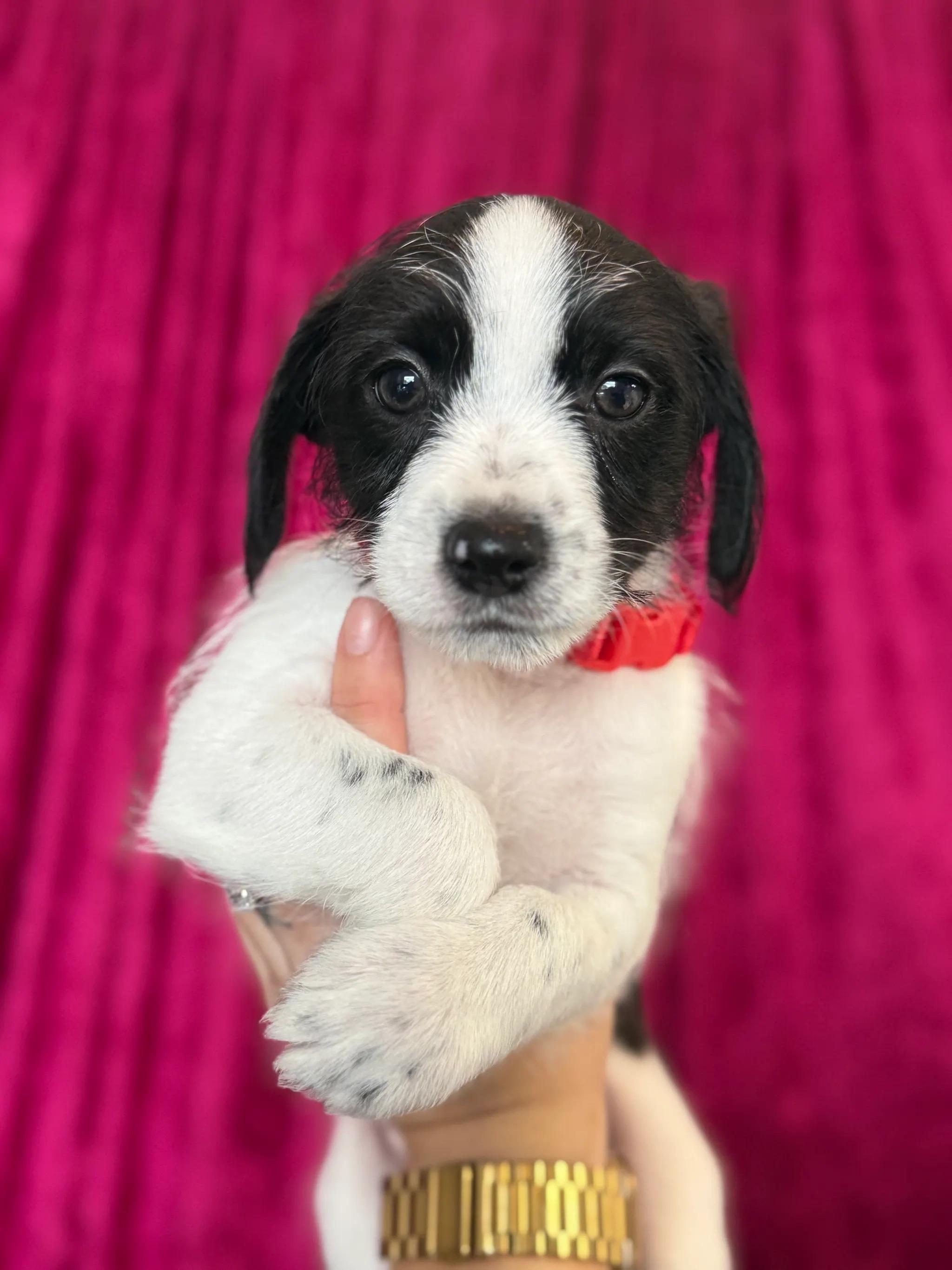 Enlarge Snoopy, an adopted mixed breed in West Hollywood, CA image 1/2