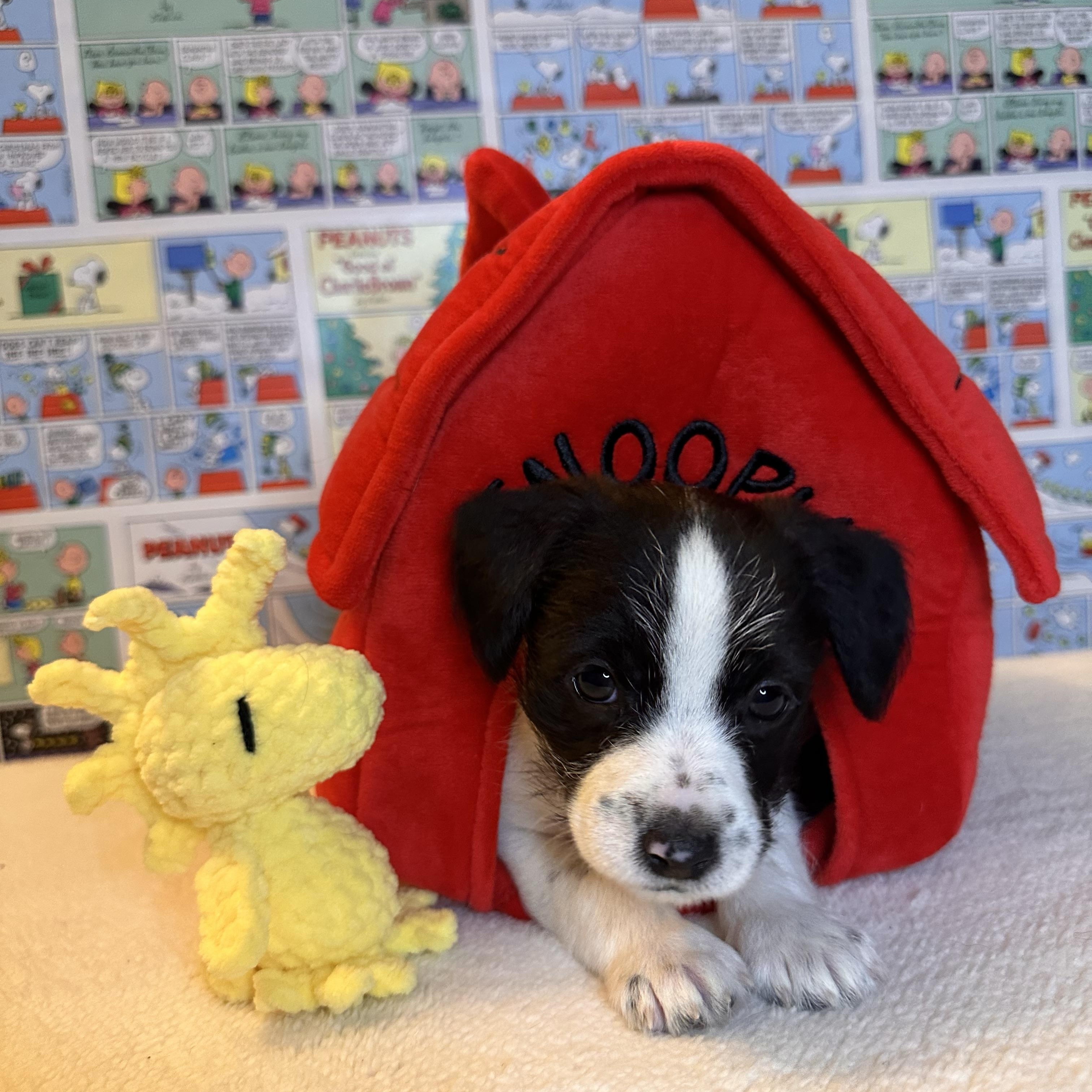 Enlarge Snoopy, an adopted mixed breed in West Hollywood, CA image 2/2