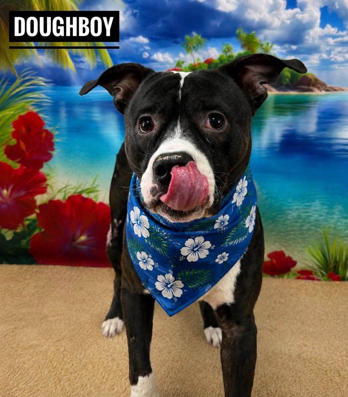 Doughboy, adopted, Adult Male Mixed Breed.