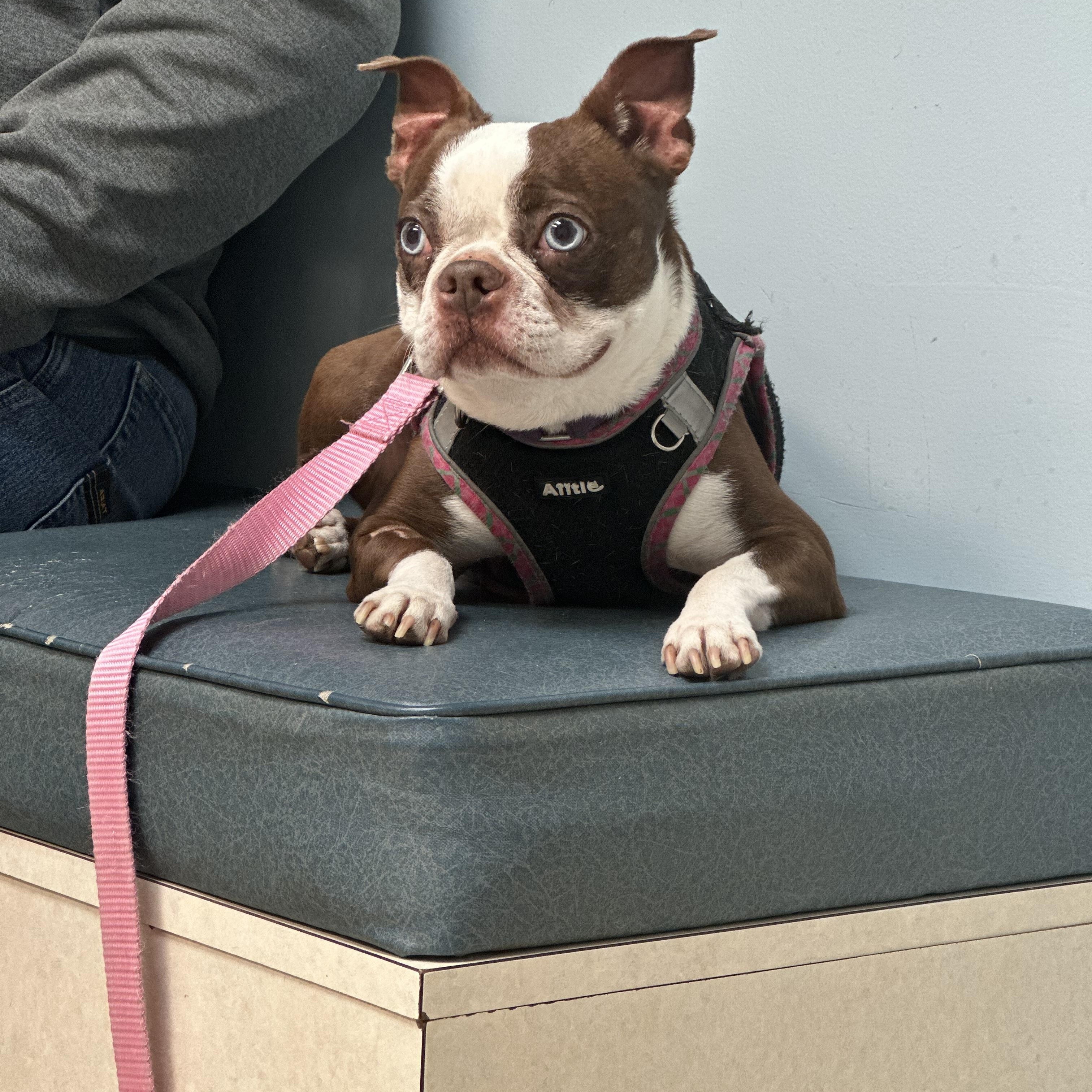 Enlarge Willie (D1994) and Molly (D1993), a ADOPTABLE Boston Terrier in Hayes, VA image 5/6