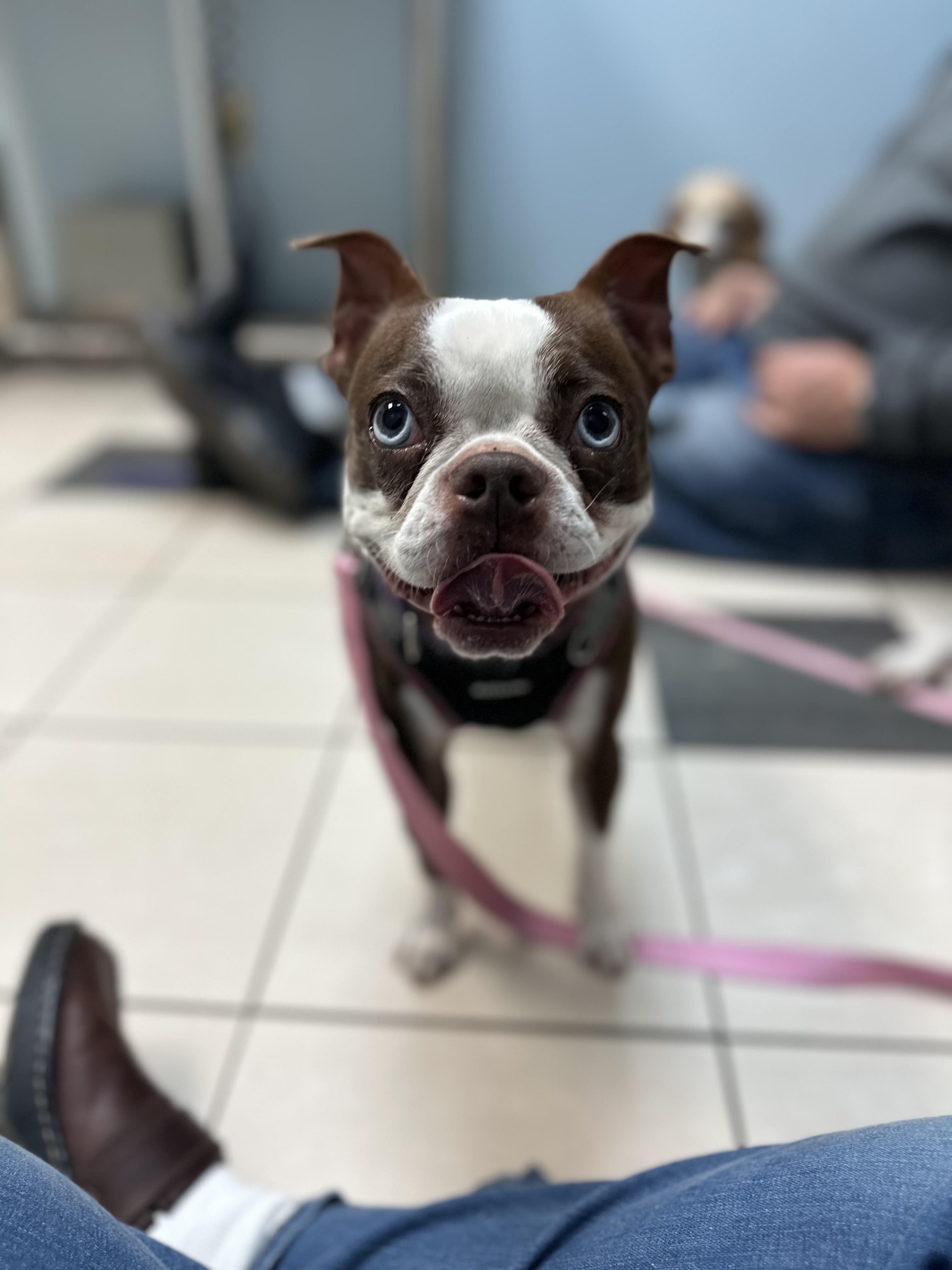 Enlarge Willie (D1994) and Molly (D1993), a ADOPTABLE Boston Terrier in Hayes, VA image 1/6