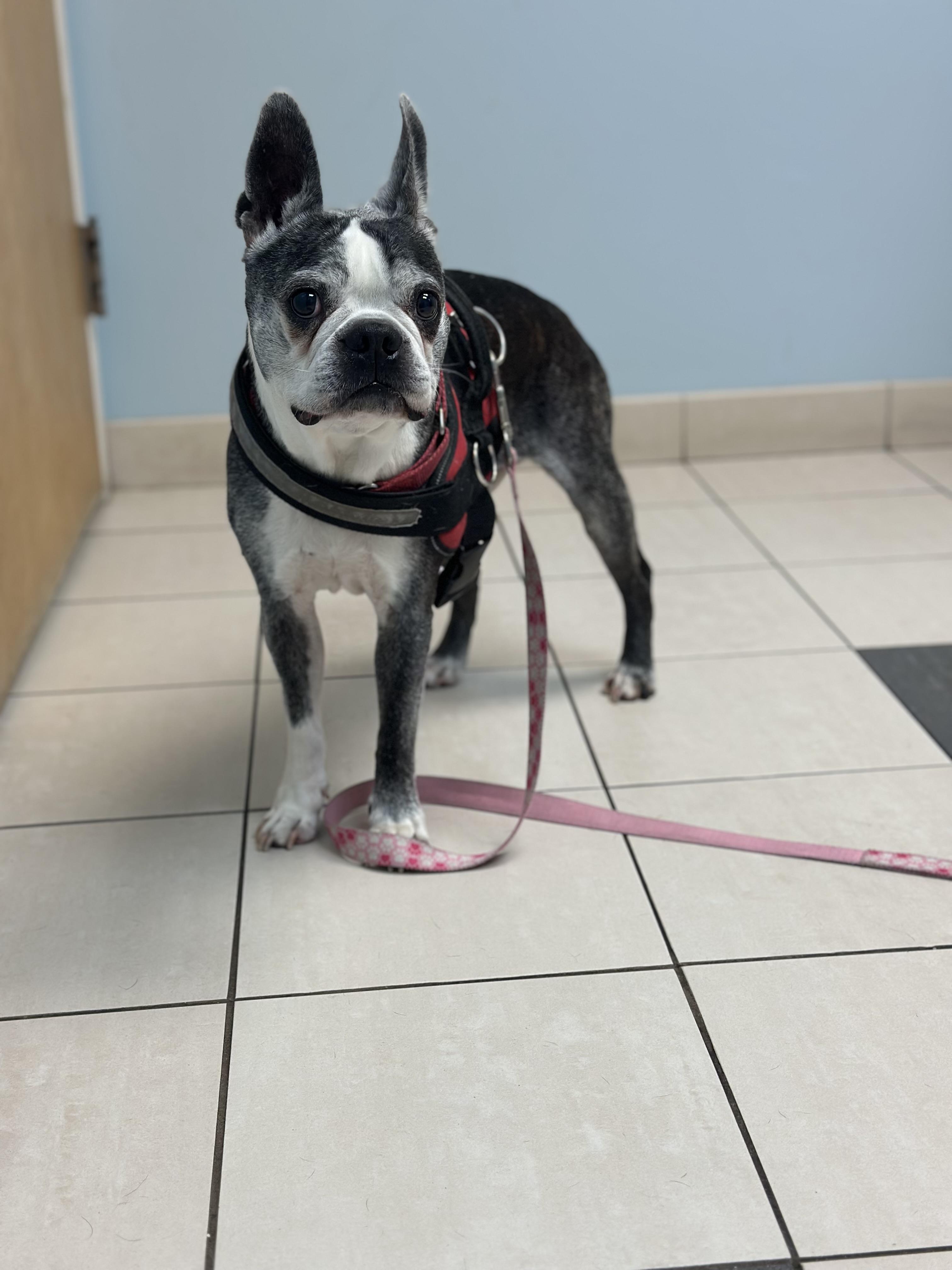 Enlarge Willie (D1994) and Molly (D1993), a ADOPTABLE Boston Terrier in Hayes, VA image 4/6