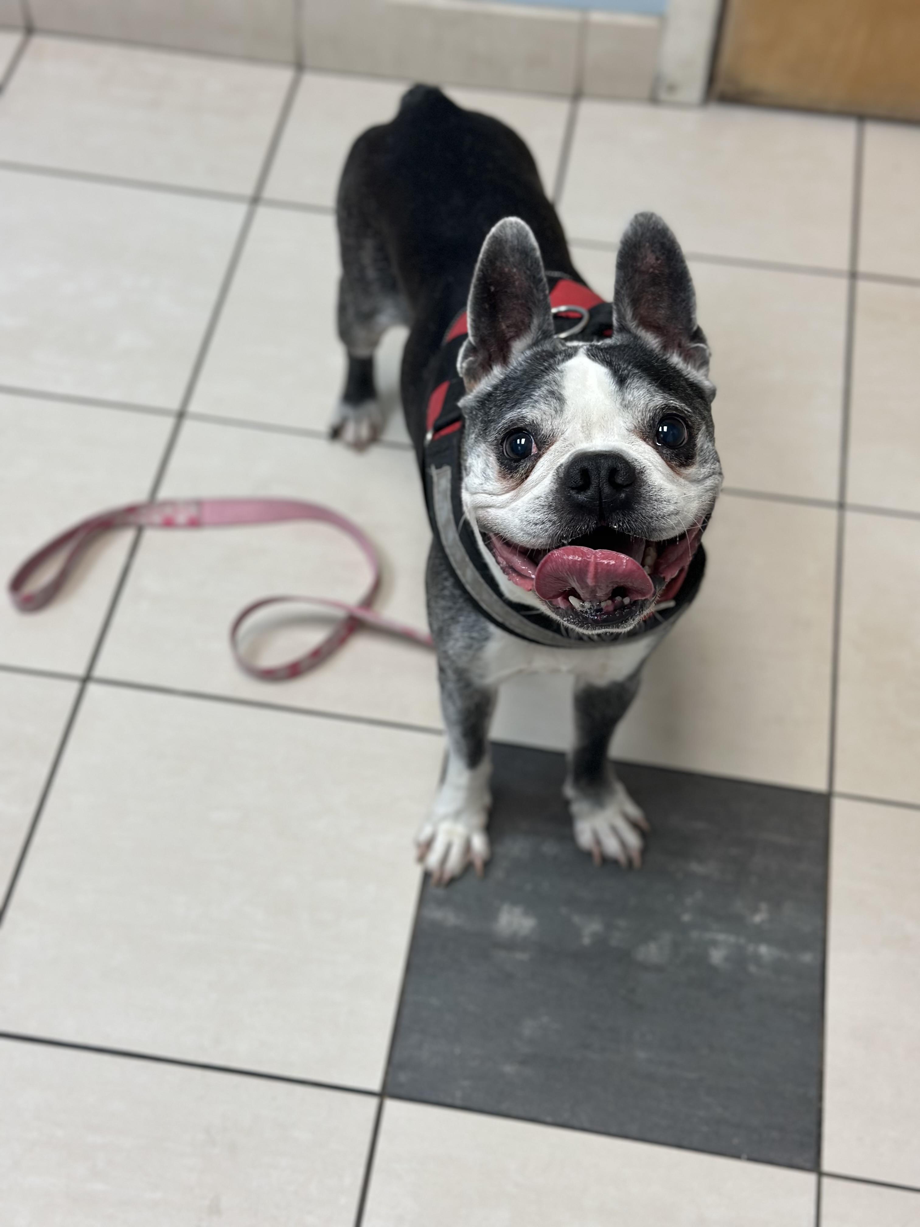 Enlarge Willie (D1994) and Molly (D1993), a ADOPTABLE Boston Terrier in Hayes, VA image 6/6