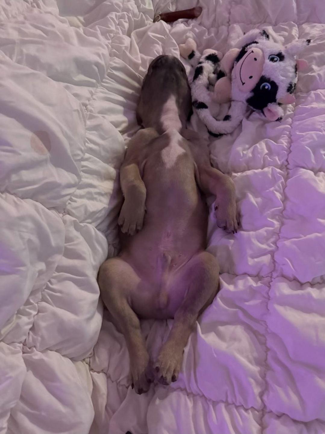 Enlarge Louie, an adopted French Bulldog in Philadelphia, PA image 2/3