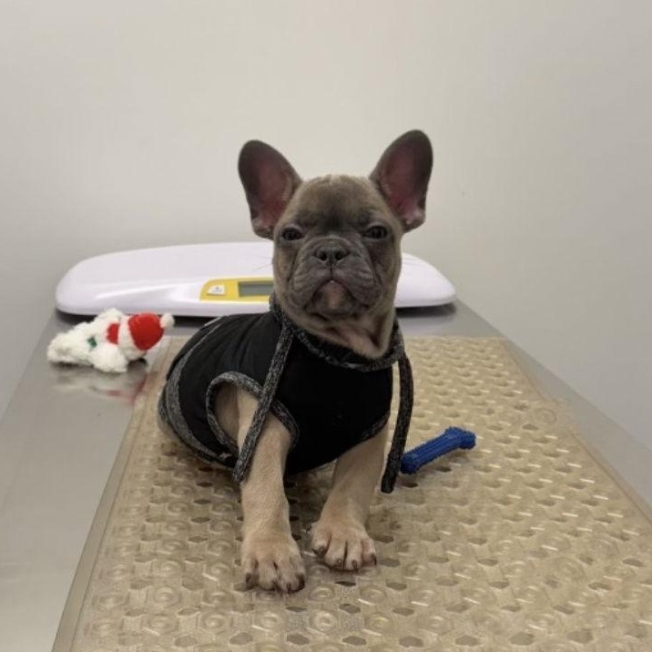 Enlarge Louie, an adopted French Bulldog in Philadelphia, PA image 1/3