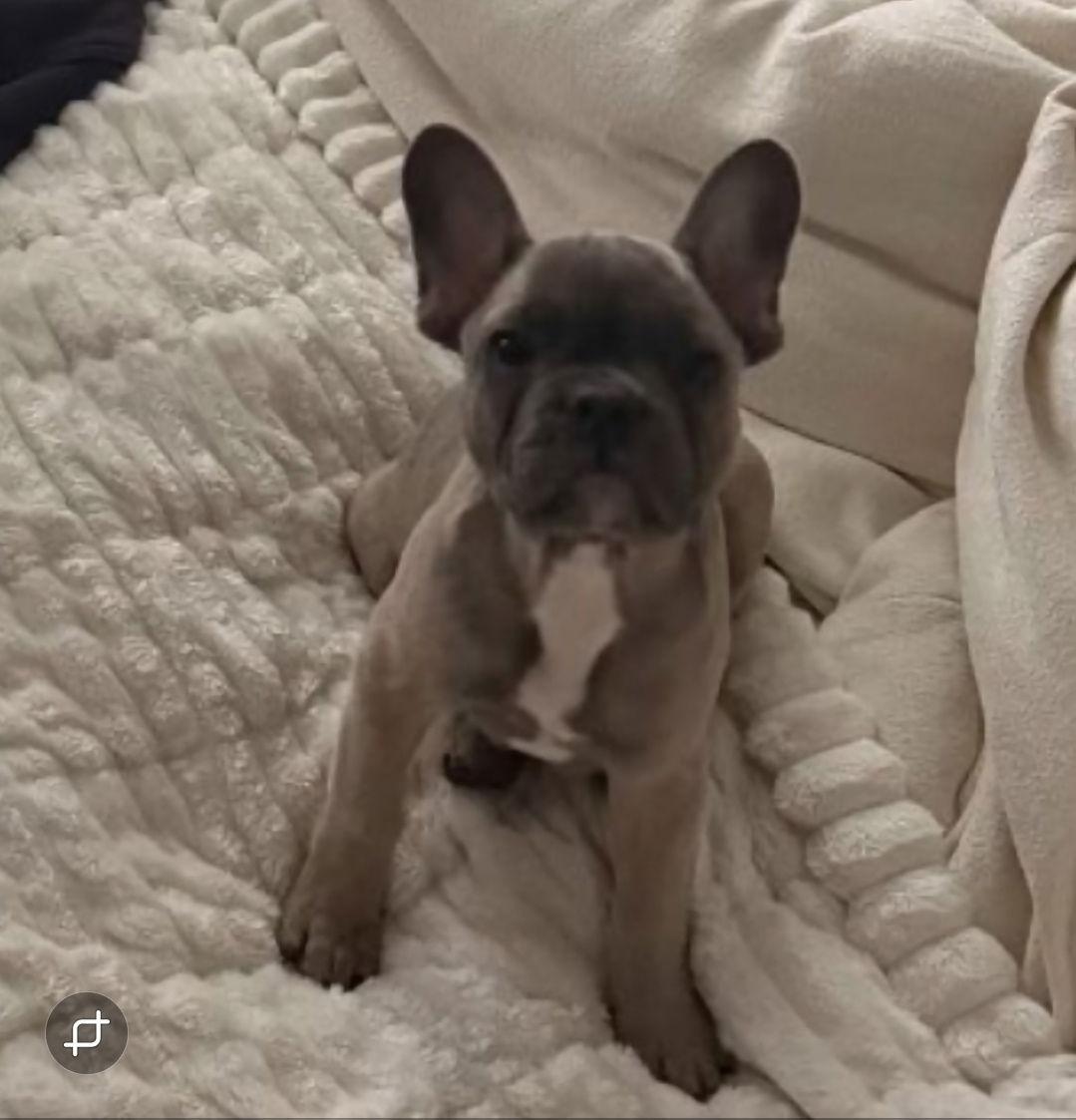 Enlarge Louie, an adopted French Bulldog in Philadelphia, PA image 3/3