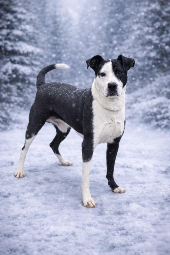 Enlarge Cowboy, a Adoptable mixed breed in Cobden, IL image 1/1
