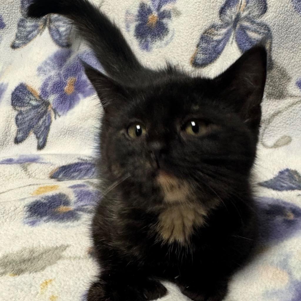 Spearmint, Adoptable, Kitten Female Domestic Short Hair.