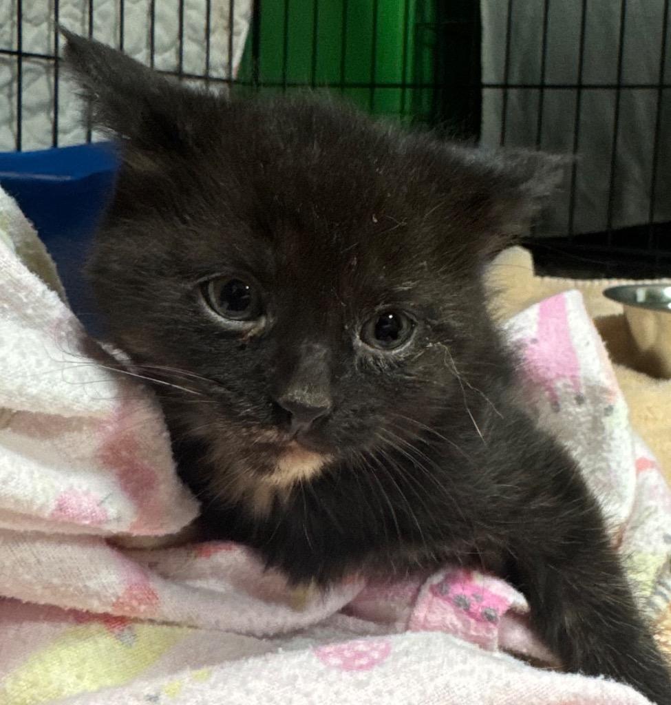 Spearmint, a Adoptable mixed breed in Olean, NY image 2/3