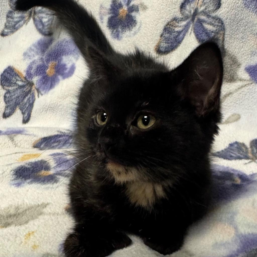 Spearmint, a Adoptable mixed breed in Olean, NY image 3/3