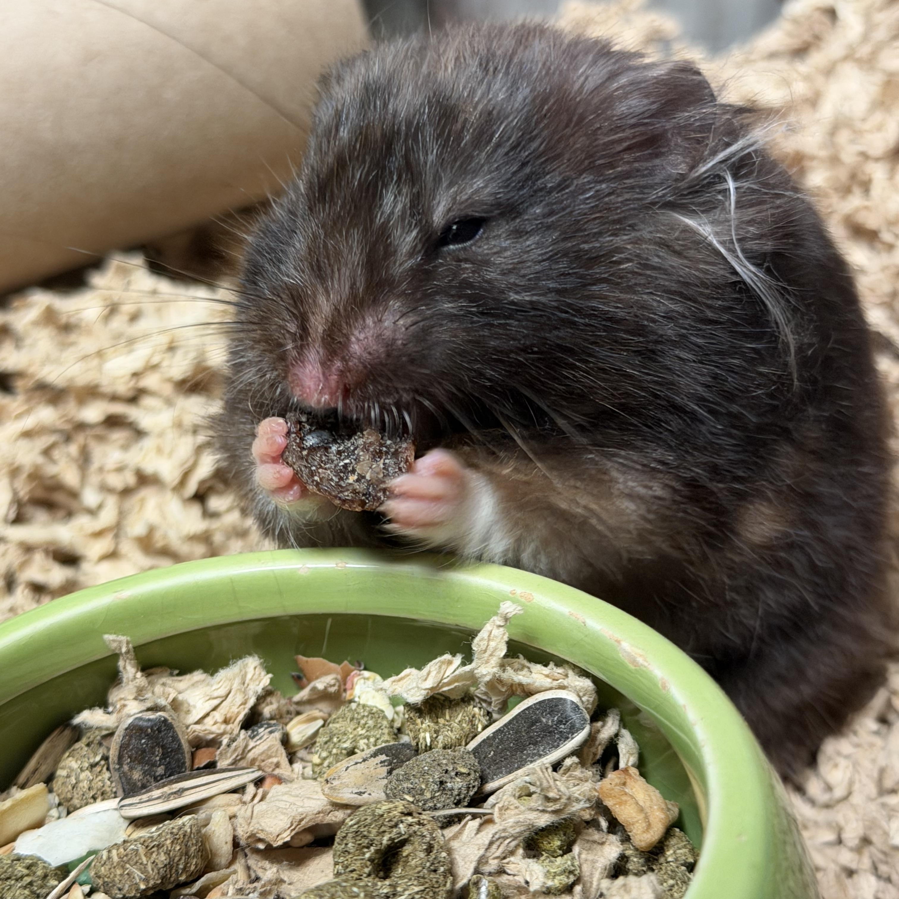 Esme, a ADOPTABLE Hamster in Edinburg, PA image 2/5