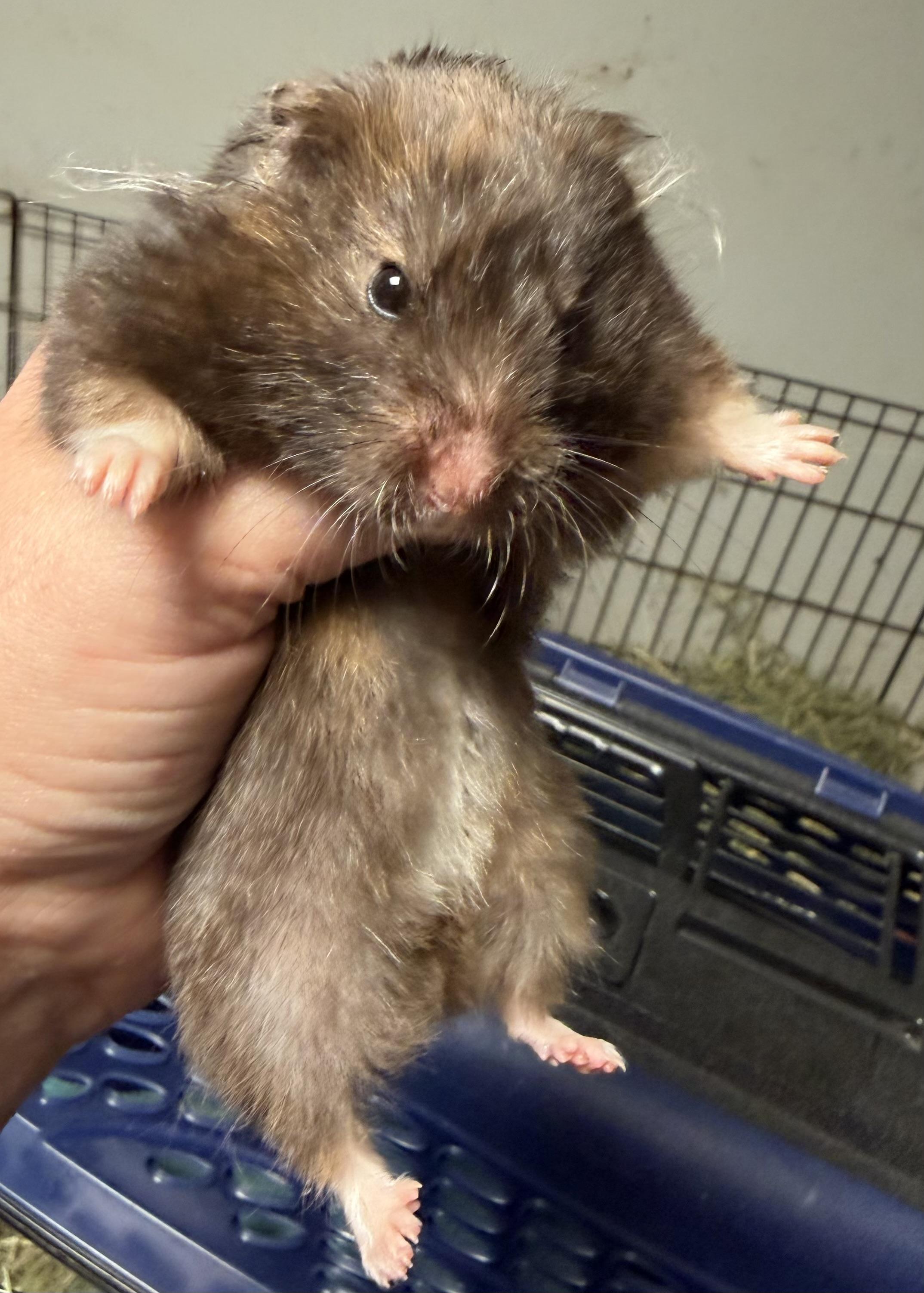 Esme, a ADOPTABLE Hamster in Edinburg, PA image 3/5