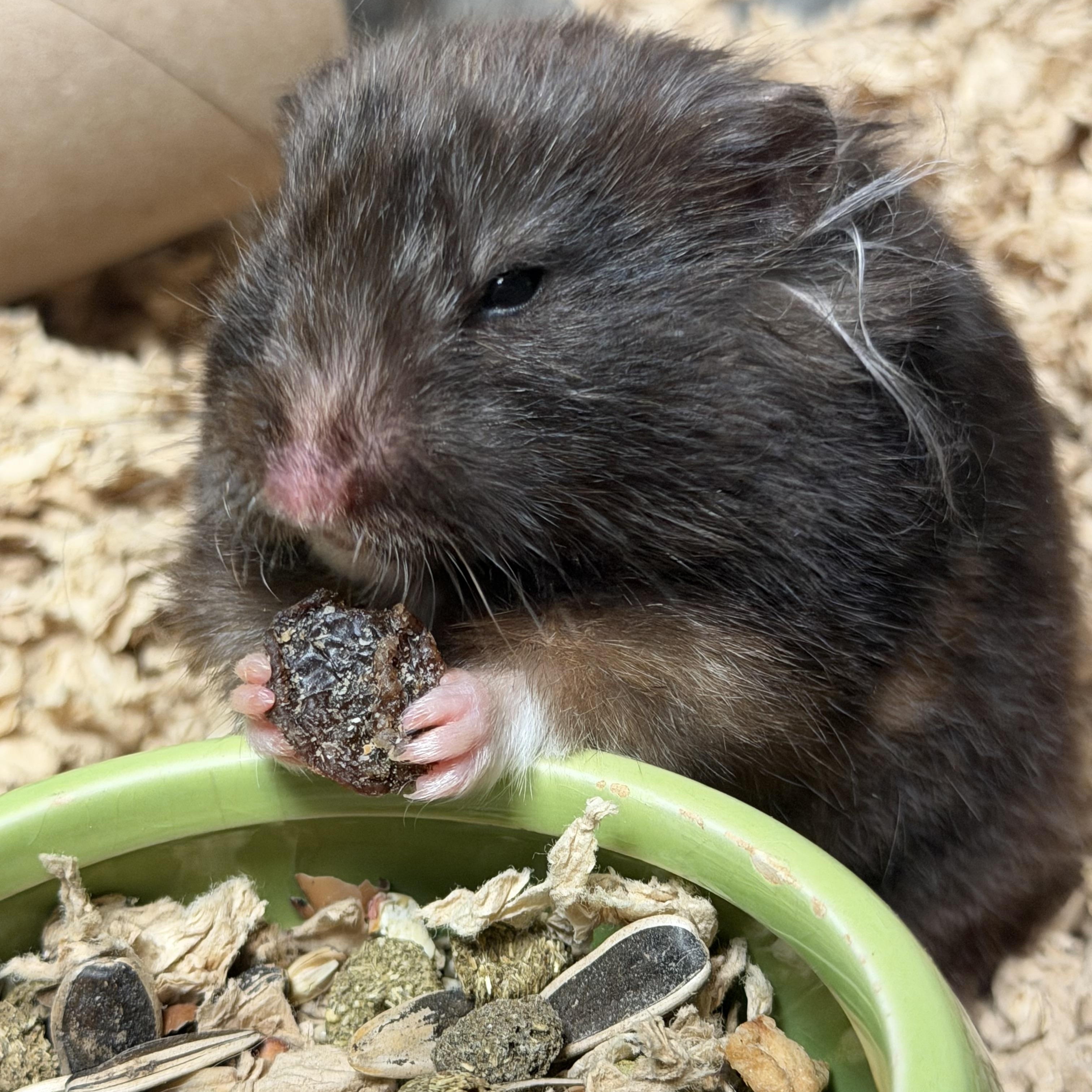 Esme, ADOPTABLE, Adult Female Hamster.
