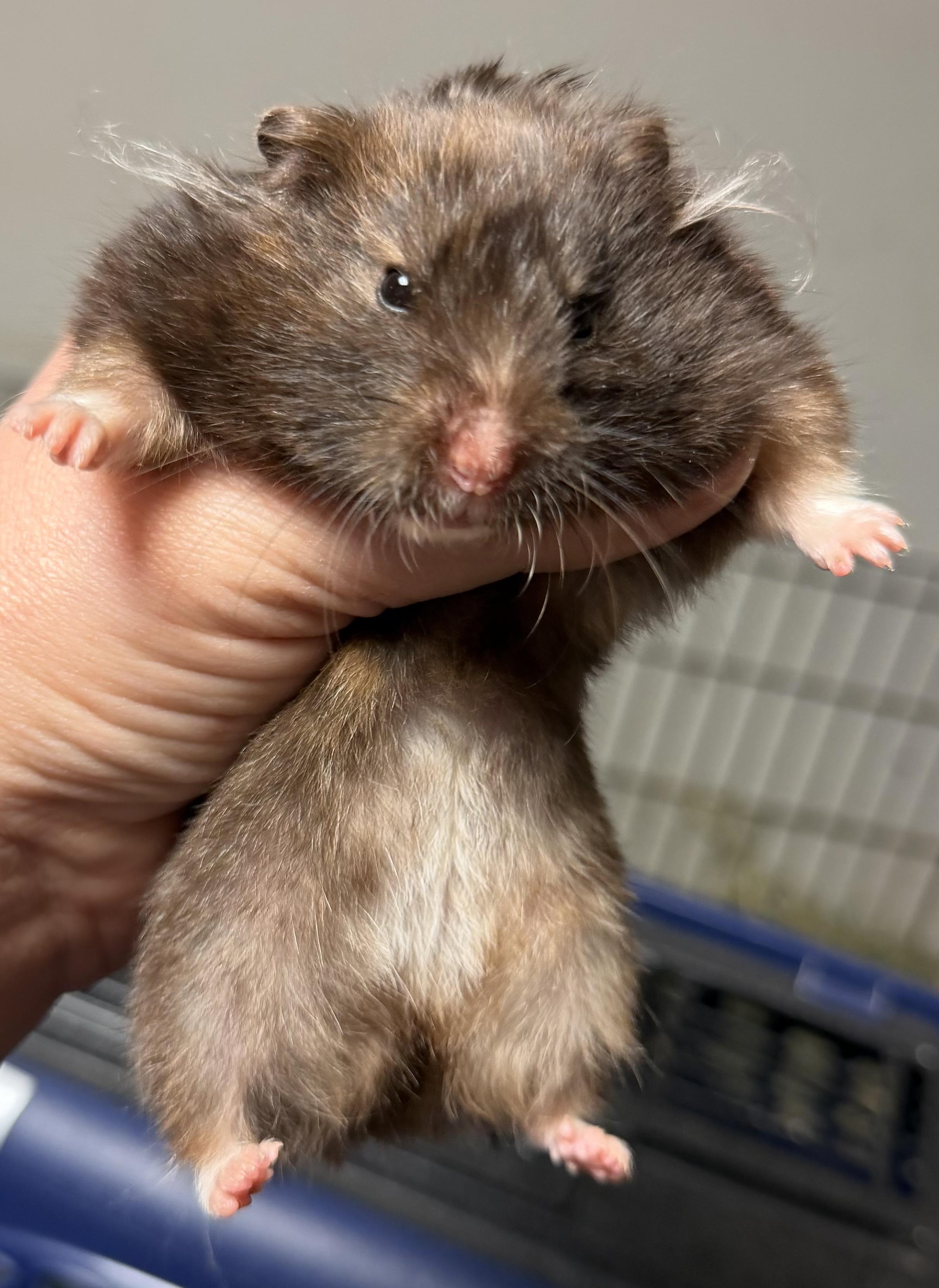 Esme, a ADOPTABLE Hamster in Edinburg, PA image 4/5