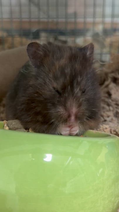 Enlarge Esme, a ADOPTABLE Hamster in Edinburg, PA video 5/5