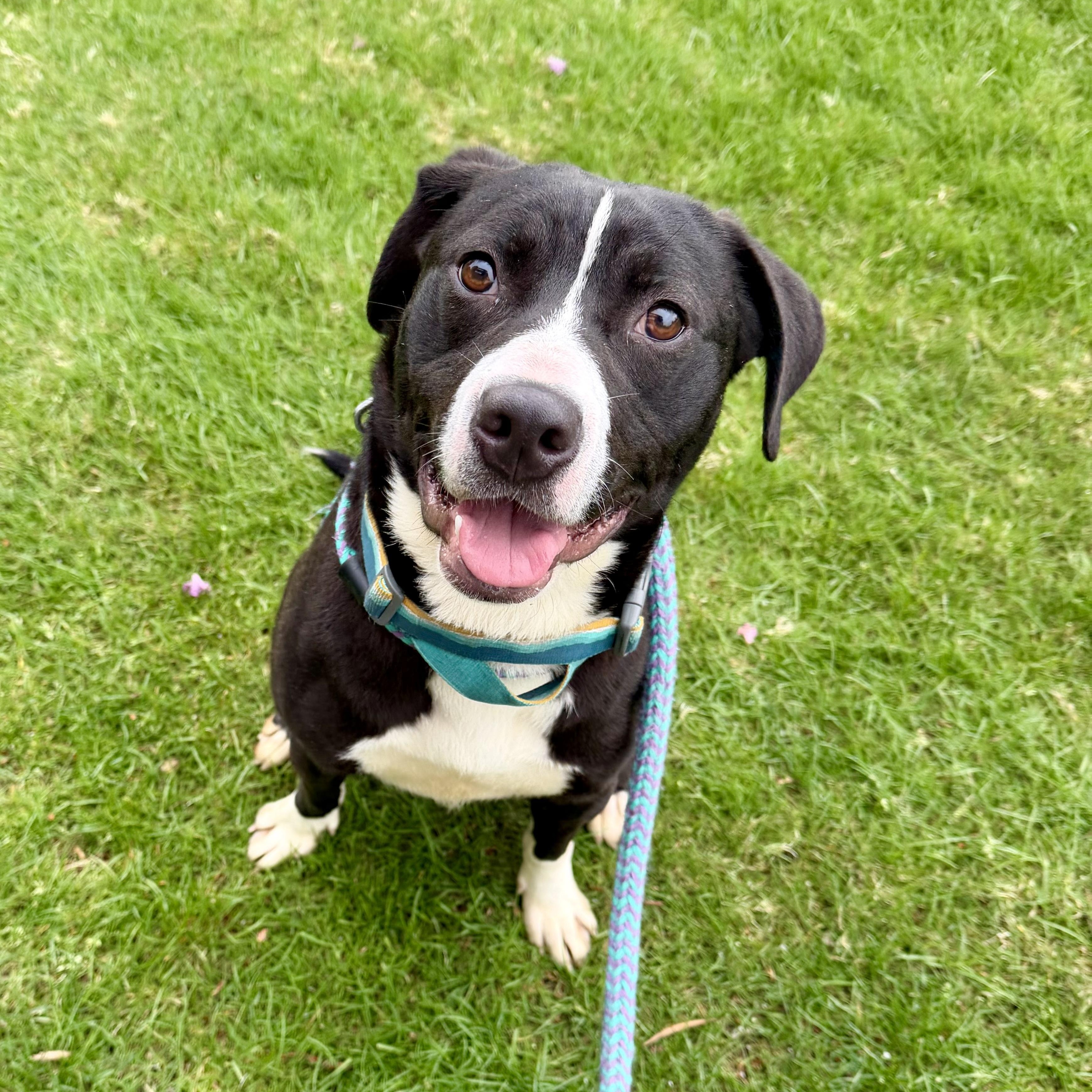 STEEN, a Adoptable mixed breed in Cranston, RI image 3/3