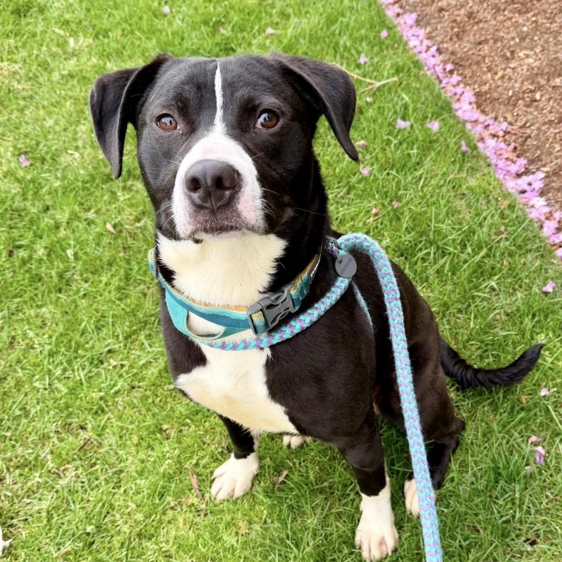 STEEN, a Adoptable mixed breed in Cranston, RI image 2/3