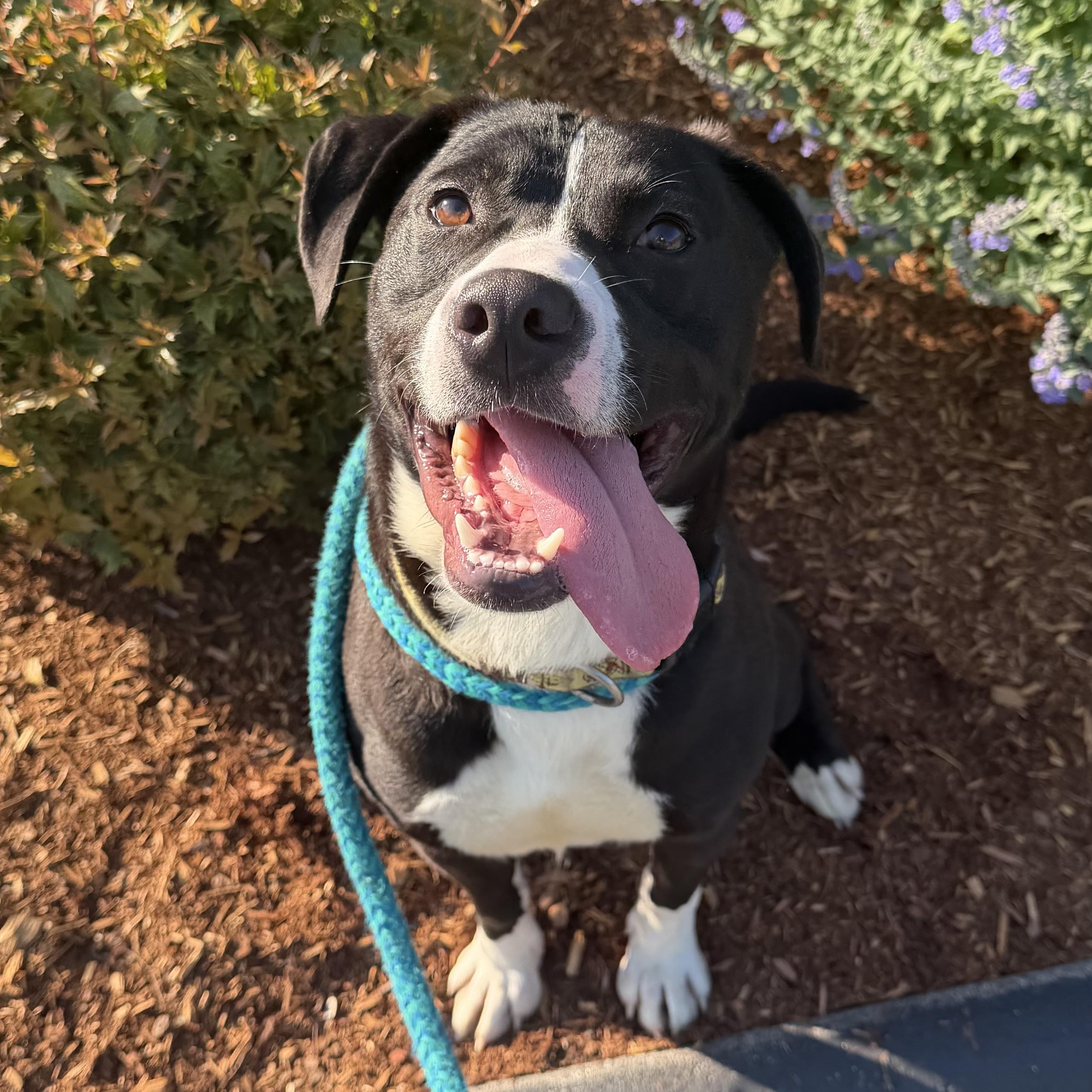 STEEN, Adoptable, Adult Male Mixed Breed.