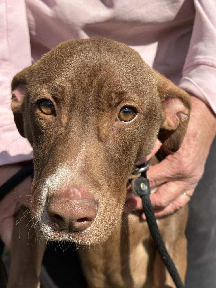 Coco (2026), a Adoptable mixed breed in Wenonah, NJ image 1/6