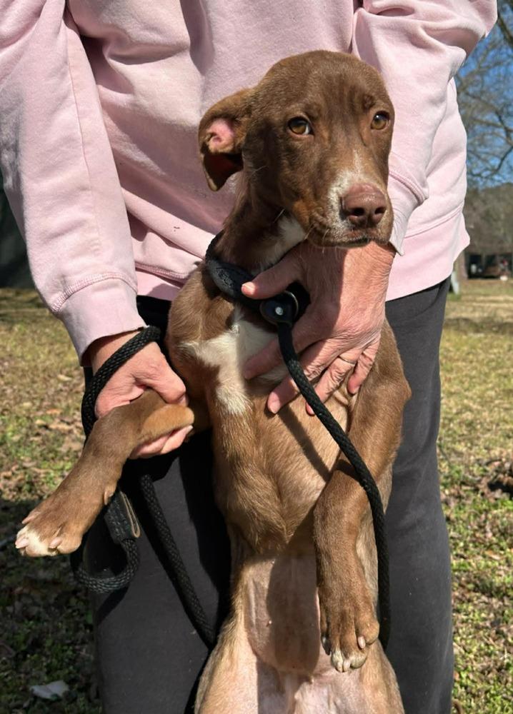 Coco  (2026), Adoptable, Young Female Pit Bull Terrier & Mixed Breed.