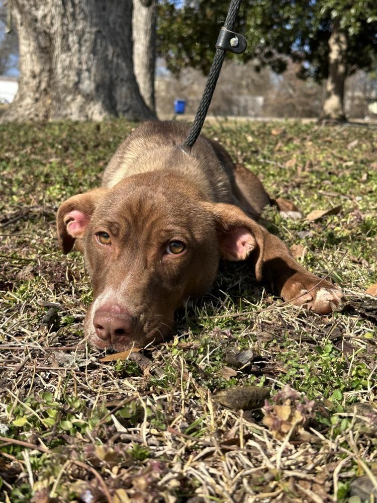 Coco (2026), a Adoptable mixed breed in Wenonah, NJ image 4/6