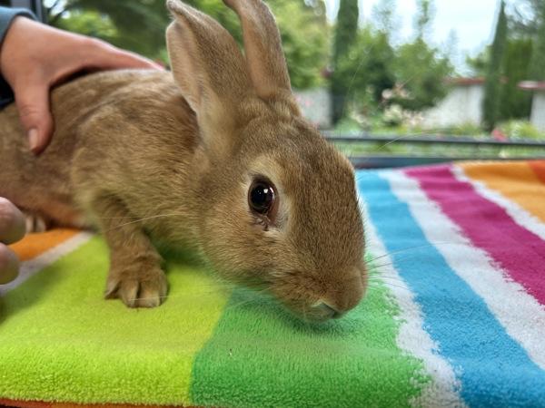 Carlos, Adoptable, Young Male New Zealand.