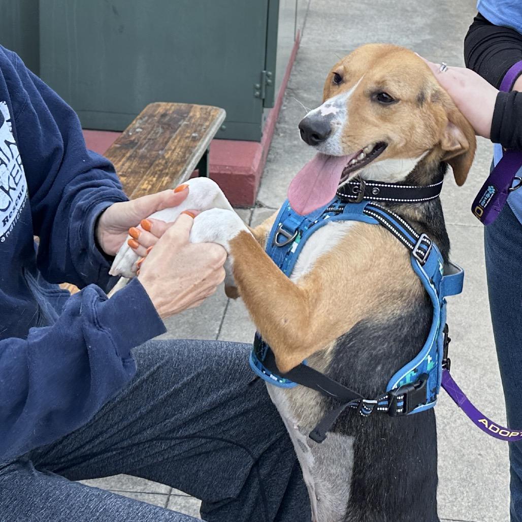 Enlarge Scentra 25-1756, a Adoptable Mixed Breed in Yanceyville, NC image 1/6
