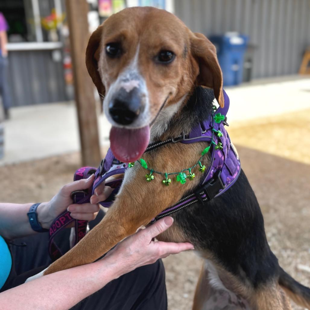 Enlarge Scentra 25-1756, a Adoptable Mixed Breed in Yanceyville, NC image 2/6