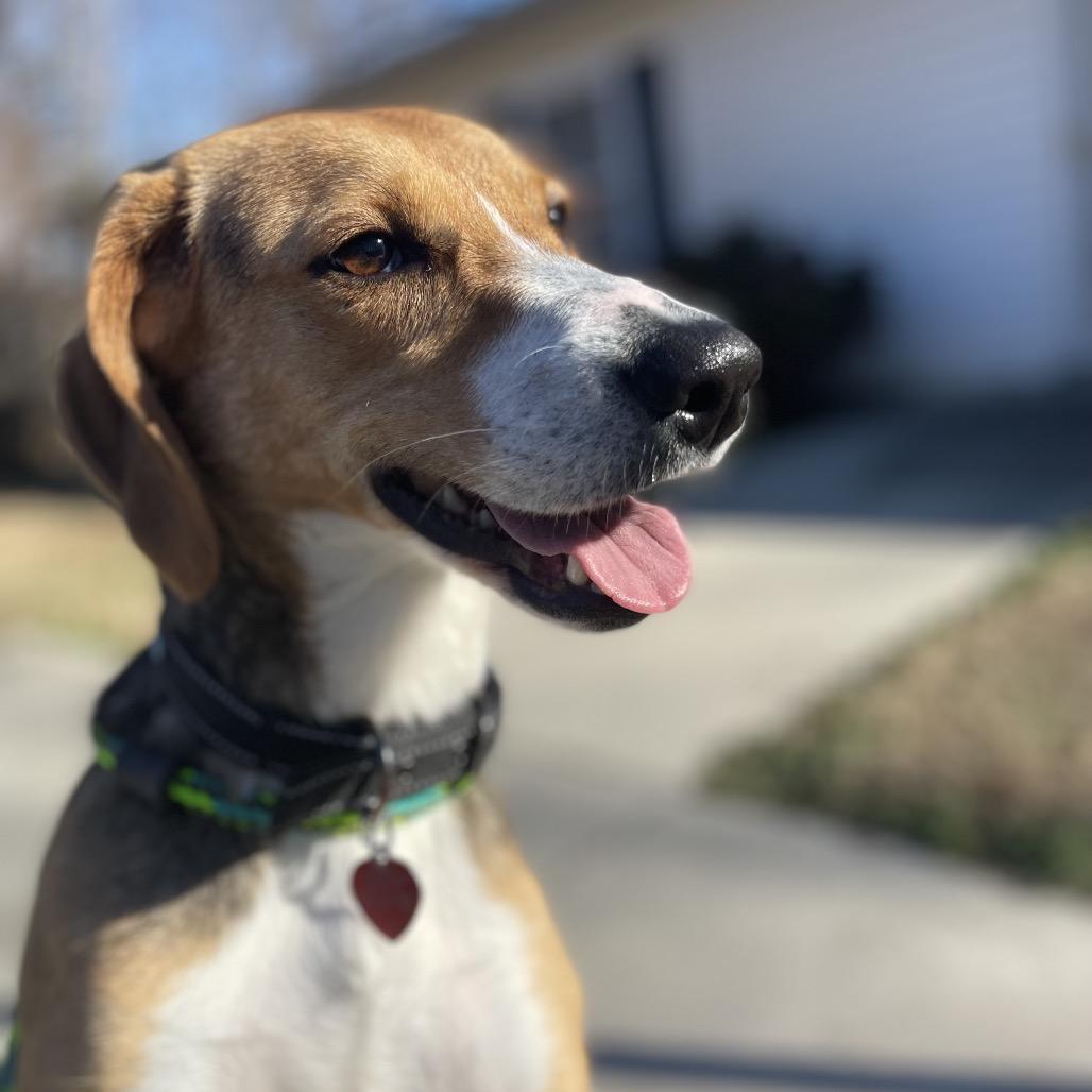 Enlarge Scentra 25-1756, a Adoptable Mixed Breed in Yanceyville, NC image 2/6