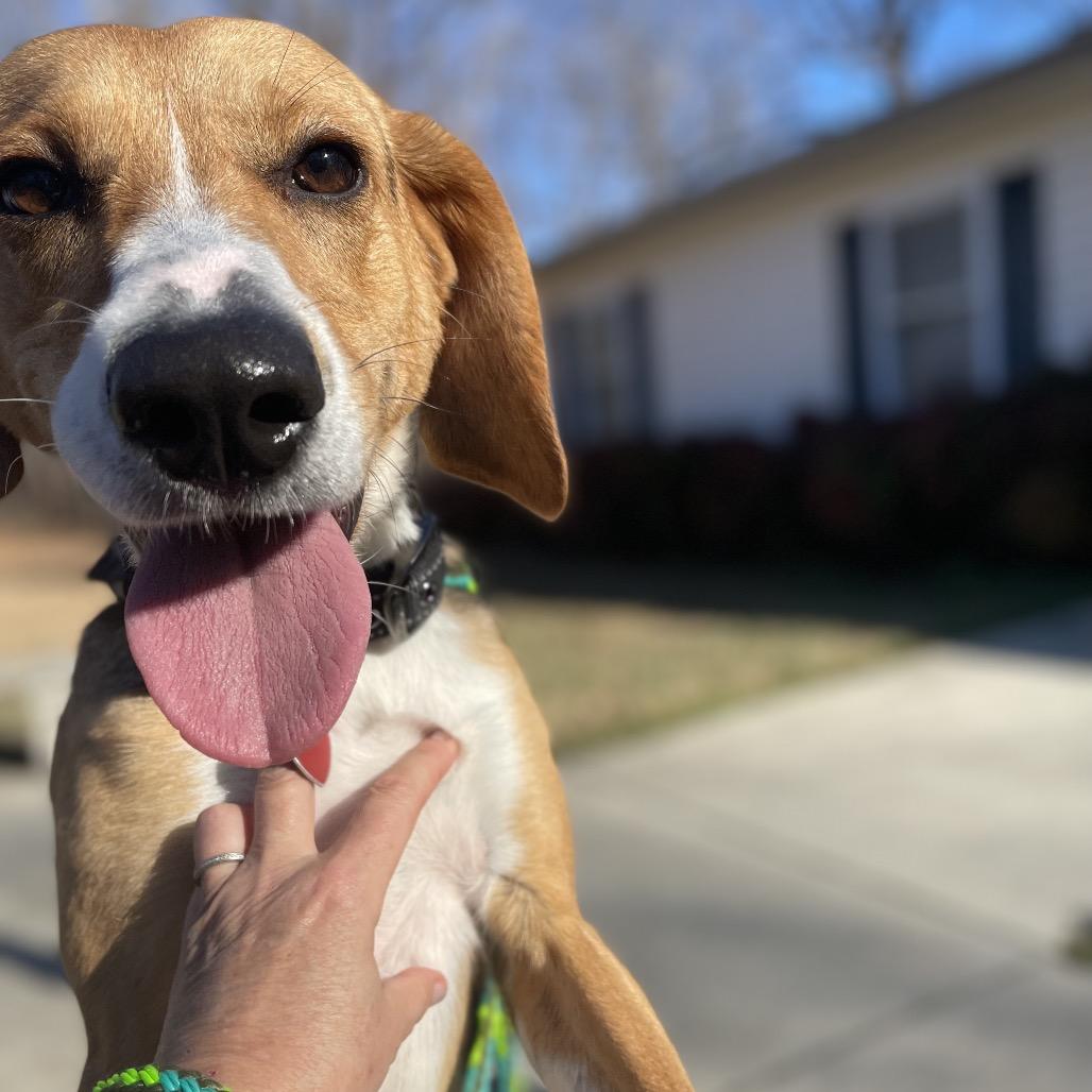 Enlarge Scentra 25-1756, a Adoptable Mixed Breed in Yanceyville, NC image 5/6