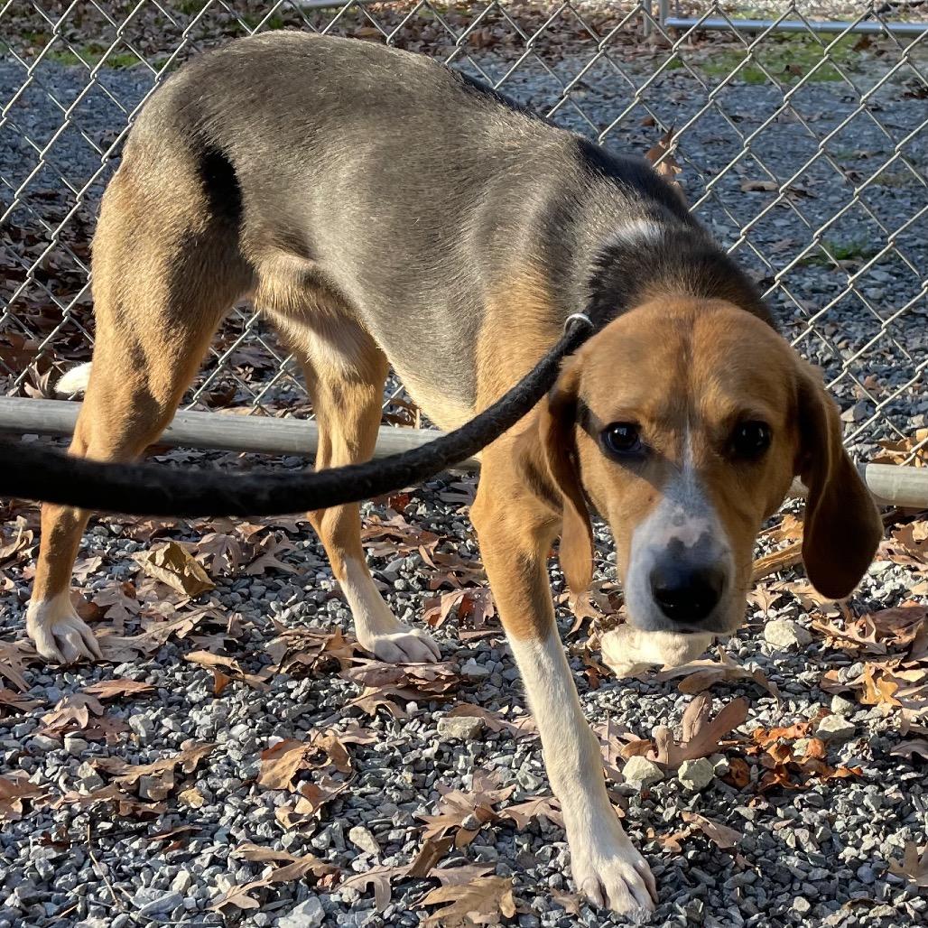 Enlarge Scentra 25-1756, a Adoptable Mixed Breed in Yanceyville, NC image 6/6