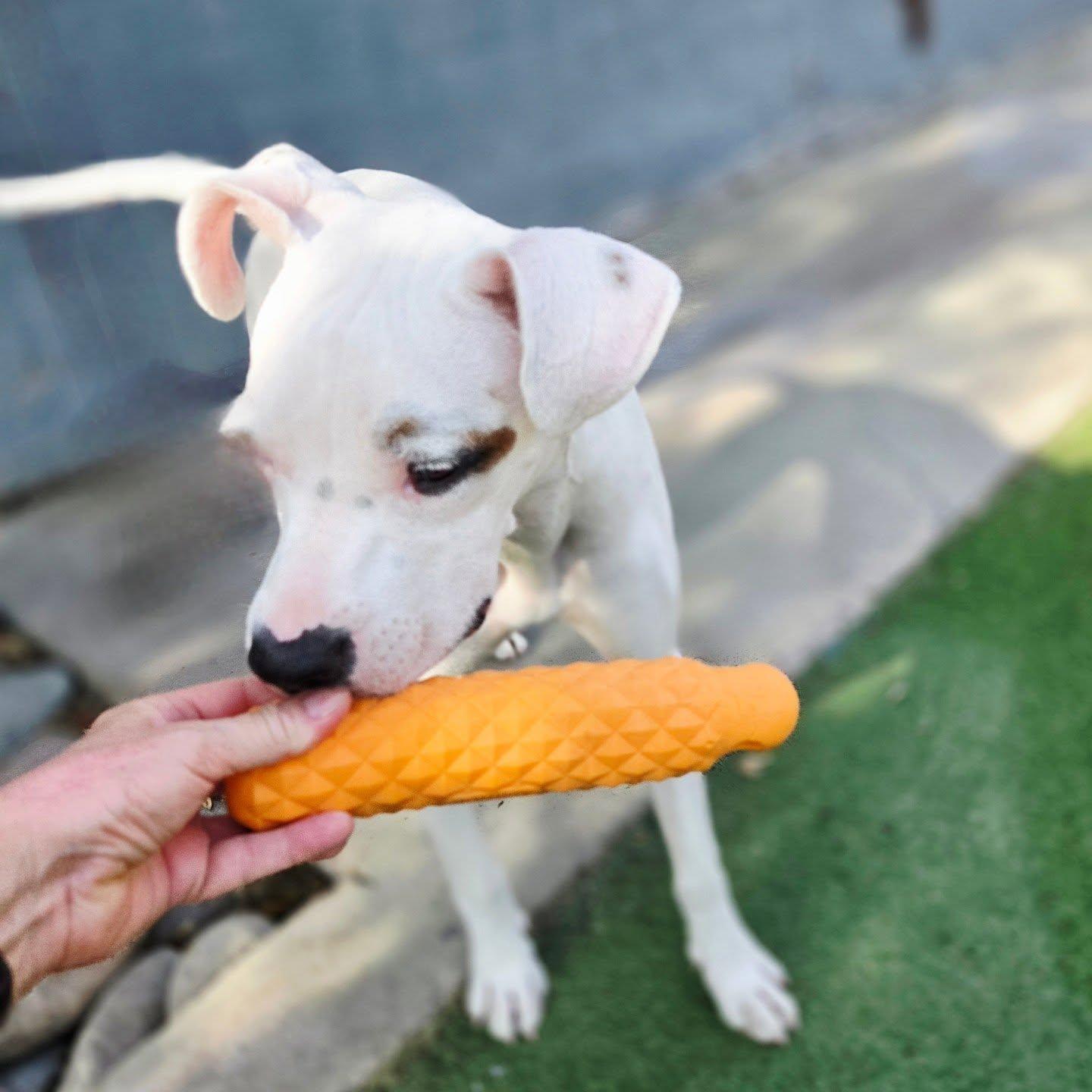 Enlarge Ava, a Adoptable mixed breed in Phoenix, AZ image 1/4