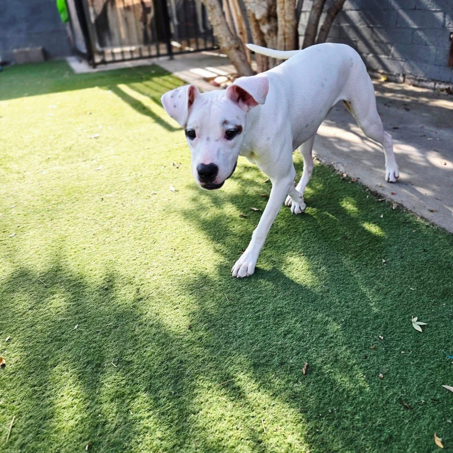 Enlarge Ava, a Adoptable mixed breed in Phoenix, AZ image 2/4