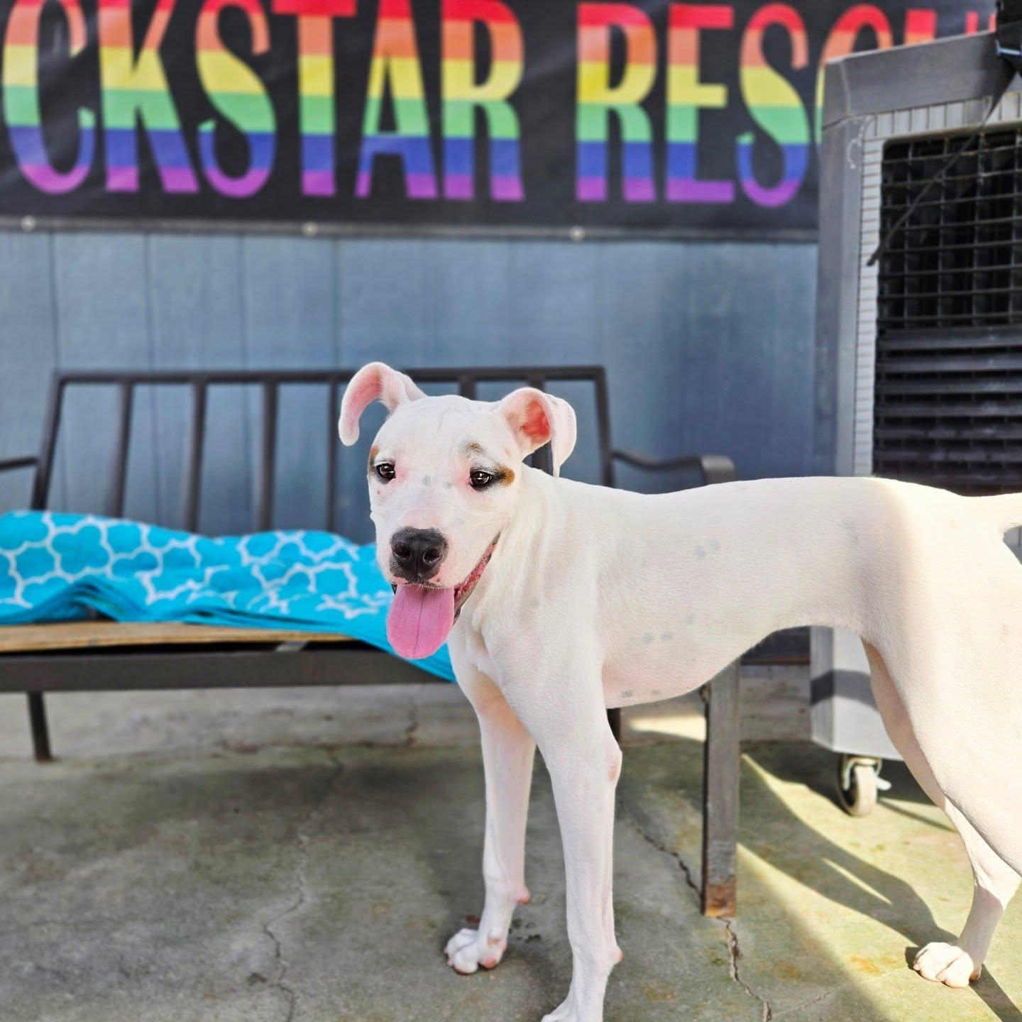 Enlarge Ava, a Adoptable mixed breed in Phoenix, AZ image 3/4