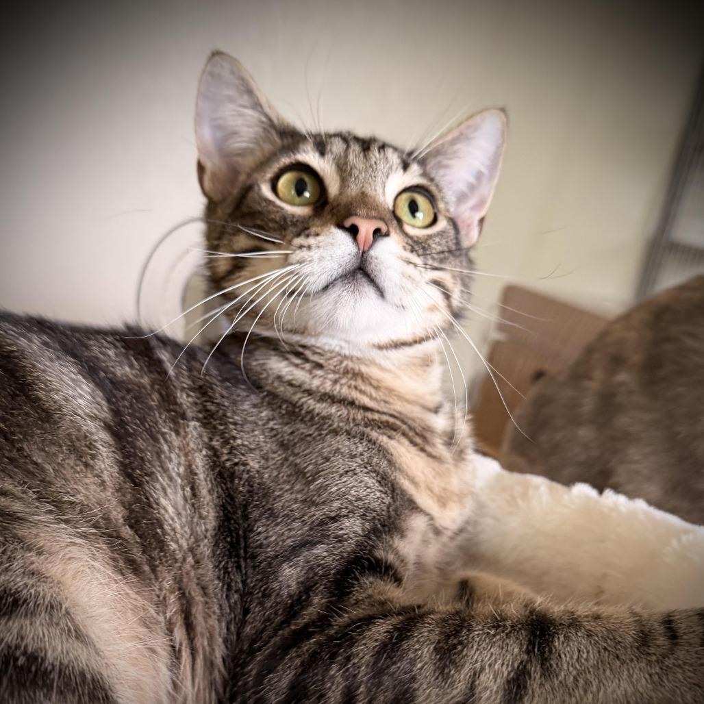 Enlarge Zander, a Adoptable Domestic Short Hair in Colorado Springs, CO image 2/5