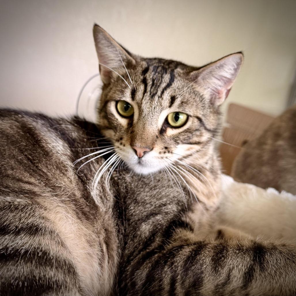 Enlarge Zander, a Adoptable Domestic Short Hair in Colorado Springs, CO image 3/5