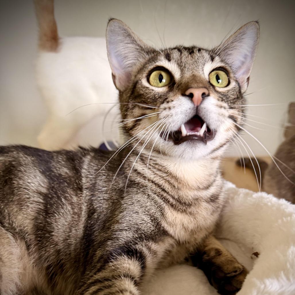 Enlarge Zander, a Adoptable Domestic Short Hair in Colorado Springs, CO image 4/5
